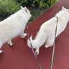 初とうもろこし
