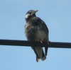 例年の椋鳥のお出まし