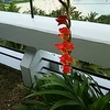 ムーンビーチホテルに7泊の間部屋のバルコニーに咲いた綺麗な花😄
