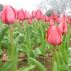 万博公園　春の花　花言葉　その６