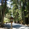 夏の小國神社と草花