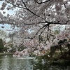 今年のお花見ランチ／石神井公園