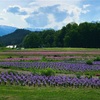 大王わさび農場とあづみの公園で遊んできたよ。