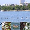 大濠公園『冬鳥がやって来た！』