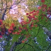 青葉台の森で、真上に見上げた紅葉