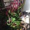 Gardenがーでんてなんや～