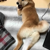 柴犬あきとの生活　129