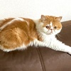 猫の撫でていい場所、ダメな場所