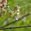 御衣黄と八重桜