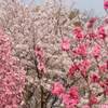 高輪 桜まつり 2020年 日程は？ 夜桜ライトアップは？
