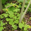 北海道で出会った植物－205．カラフトダイコンソウ－