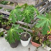 もしかして花芽がでてきたの？（パパイア）