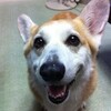 【実家犬】写真まとめ【うさぎ】