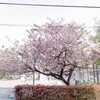 1272582085*20100430うちの前の桜