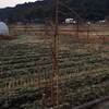 いつもの散歩道に枝垂れ桜の並木がある。