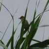 叢で囀るオオヨシキリ