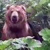 択捉島・瀬石温泉 5年ぶりに市街地でクマが目撃された
