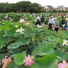 花ハス鑑賞にぎわう　ヒマワリ迷路は最終日　東大農場