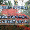 遠州森の『小國神社』の紅葉はこれからが盛り。ことまち横丁も楽しみ。