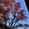 庭の紅葉