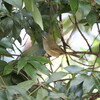 冬鳥の中にキビタキ(大阪城野鳥探鳥 2016/11/12 6:15-13:30)