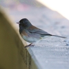 ユキヒメドリ(Dark-eyed Junco)