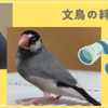 文鳥の絆