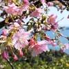 早咲き河津桜、天草市の海に映える　「2月下旬には見頃に」