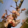 亀山公園の桜