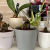 【Green Life】ザミオクルカスレイブンさんを水差しから植木鉢へ