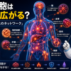 第2回・中編 細胞はなぜ「老化細胞」になるのか？ ――働かないのに居座る細胞と、セノリティクス研究