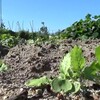 大根がやっと発芽