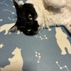 仕事仕事のGW💦🌊　リラックス　ヘソ天白黒🐼猫ちゃん。で癒される😸
