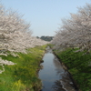 春の花、今年はなんだか豪華な気がする。写真集