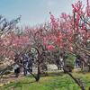 万博公園のウメ(3)
