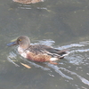 散歩の鳥見