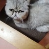 猫の豊かさ