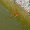 金魚飼育の適正数はそれぞれ