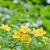 ヤマブキ色
