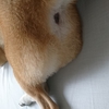 桃尻でびゅー