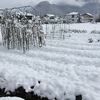 遅降雪かな？