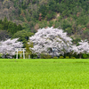 桜と菜の花-王内儀神社-