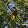 ズグロヒヨドリ(Black-headed Bulbul)