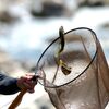 飛騨清流みやがわ鮎釣り大会について