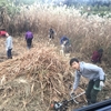 12月11日　里山活動　～道畑整備　そばの実取り　竹林整備～