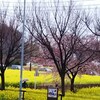 菜の花や雨の簾を透かし見る