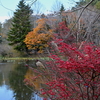 つくば植物園の紅葉　2019