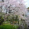 【桜便り】駒込・六義園の枝垂桜