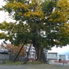 【奈良さんぽ】江戸時代の町家が建ち並ぶ橿原市の今井町へ行ってきました