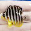 【現物12】シマヤッコ 4.8cm± ! 海水魚 生体 15時までのご注文で当日発送【ヤッコ】